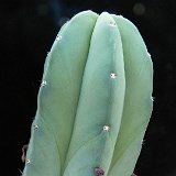 Myrtillocactus eichlamii P1270645.JPG